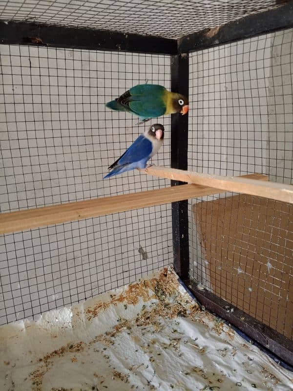 All setup for sale Lovebirds+Budgies+cocktails all breeder pairs+cages 5