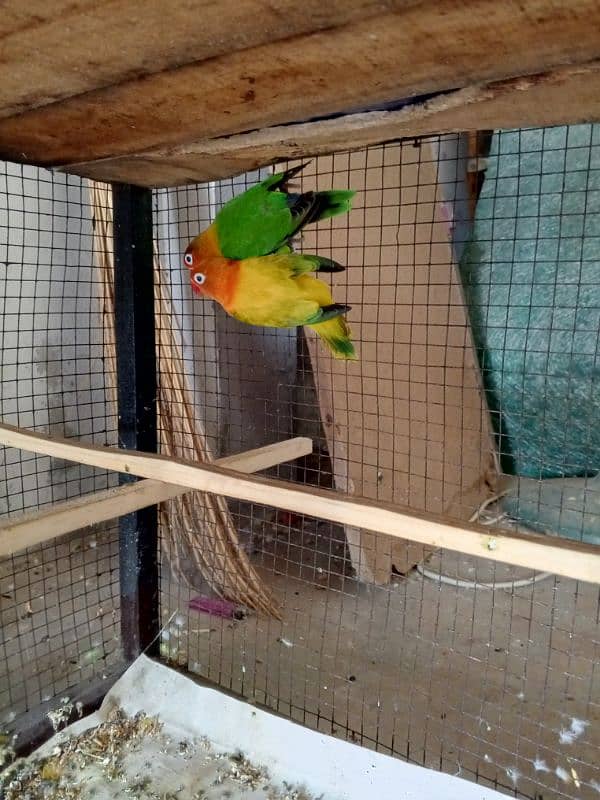 All setup for sale Lovebirds+Budgies+cocktails all breeder pairs+cages 6