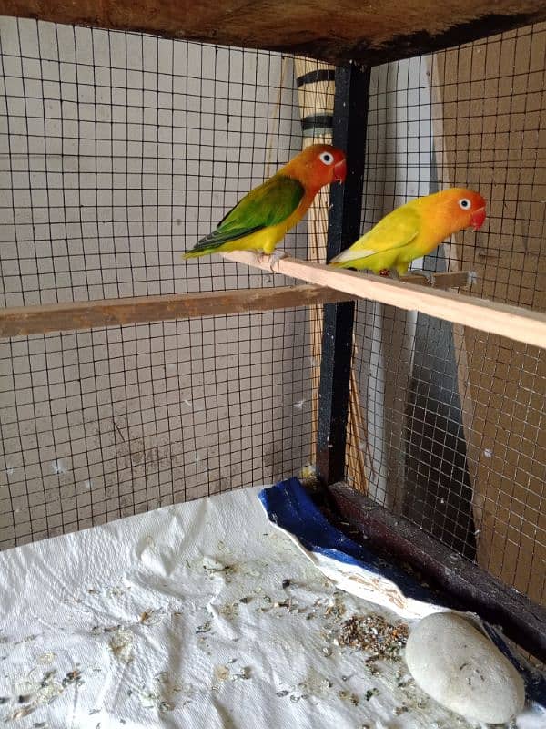 All setup for sale Lovebirds+Budgies+cocktails all breeder pairs+cages 8