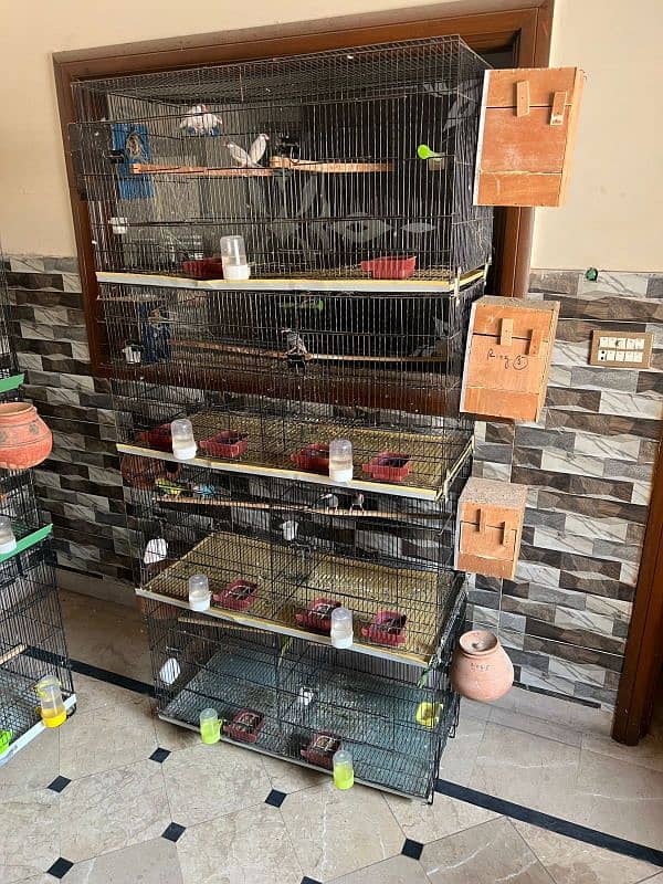 All setup for sale Lovebirds+Budgies+cocktails all breeder pairs+cages 9