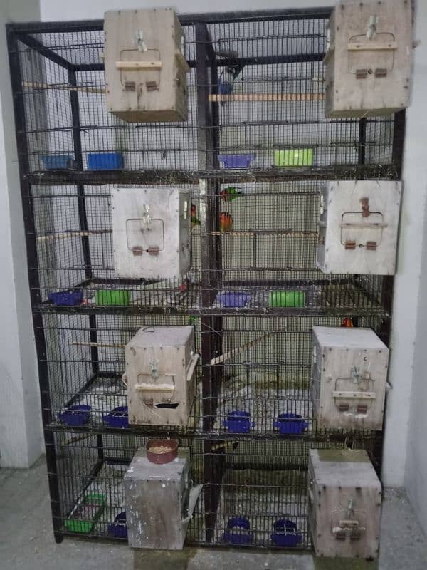 All setup for sale Lovebirds+Budgies+cocktails all breeder pairs+cages 10