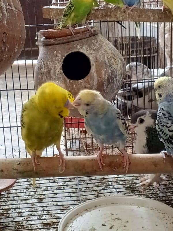 All setup for sale Lovebirds+Budgies+cocktails all breeder pairs+cages 15