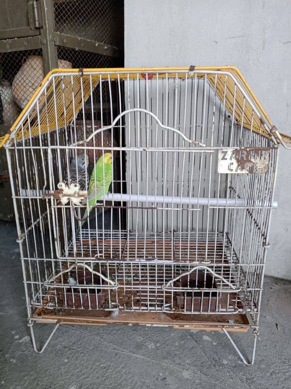 All setup for sale Lovebirds+Budgies+cocktails all breeder pairs+cages 17