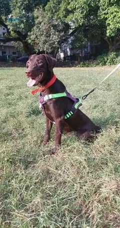 chocolate female labrador 9 months