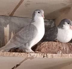 silver lahori shrazi