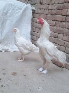 heera chick for sale 03054632982 0