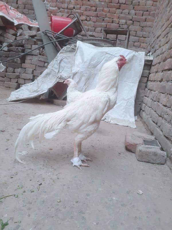 heera chick for sale 03054632982 1