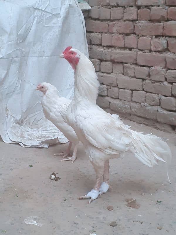 heera chick for sale 03054632982 2