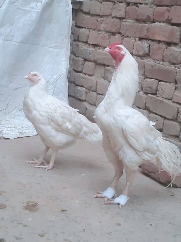 heera chick for sale 03054632982 3