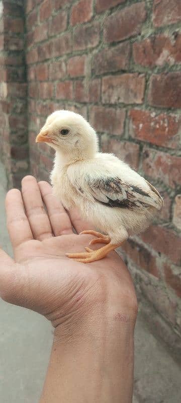 Shamo Aseel quality chicks available in Lahore 4