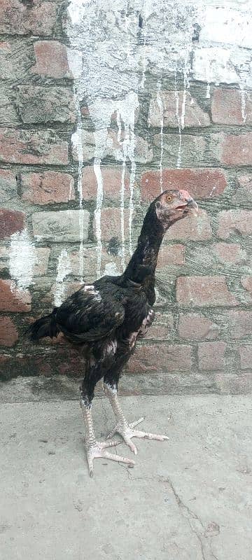 Shamo Aseel quality chicks available in Lahore 5