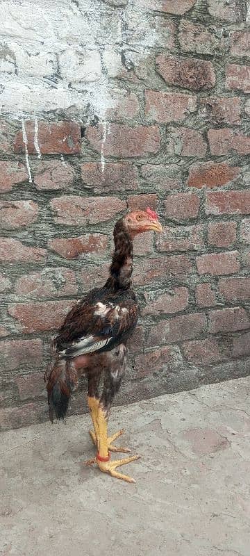 Shamo Aseel quality chicks available in Lahore 6