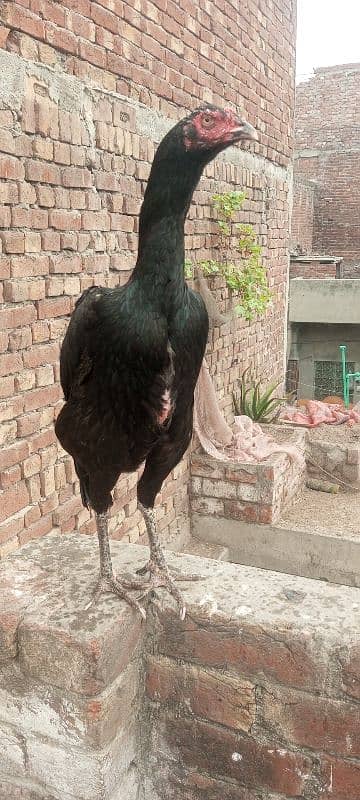 Shamo Aseel quality chicks available in Lahore 7