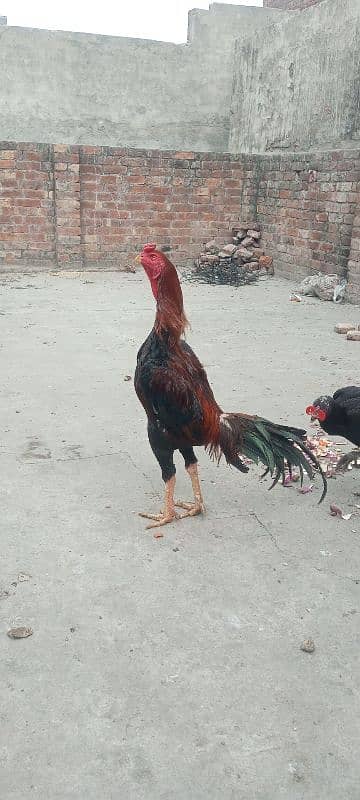 Shamo Aseel quality chicks available in Lahore 8