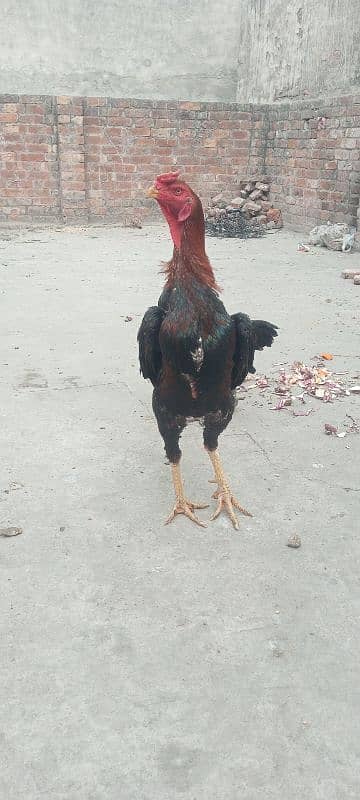 Shamo Aseel quality chicks available in Lahore 9