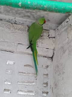 Green parrot male 0