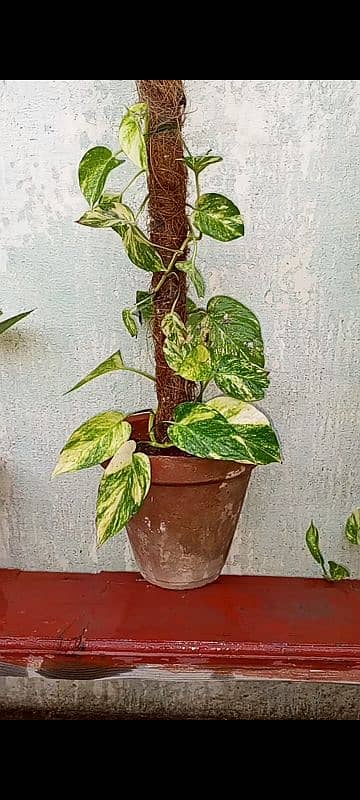 Money Plant 1