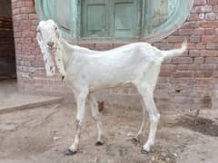 2 goats | Rajan puri | bakri for sale. 03052593845