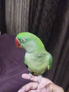 raw parrot