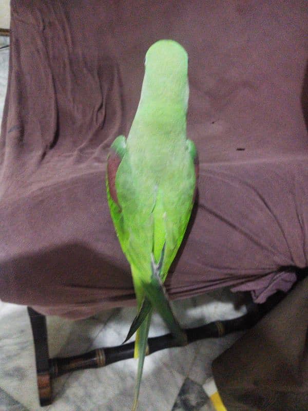 raw parrot 1