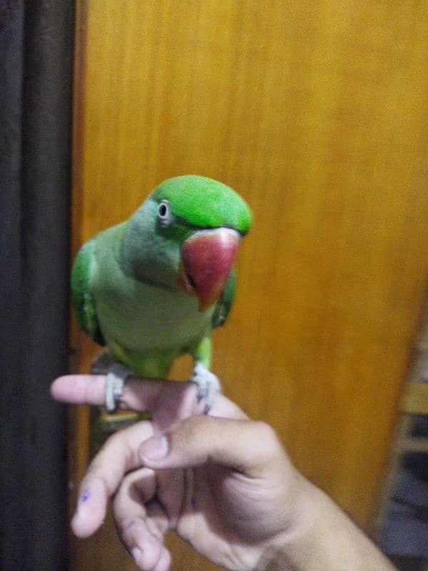 raw parrot 4