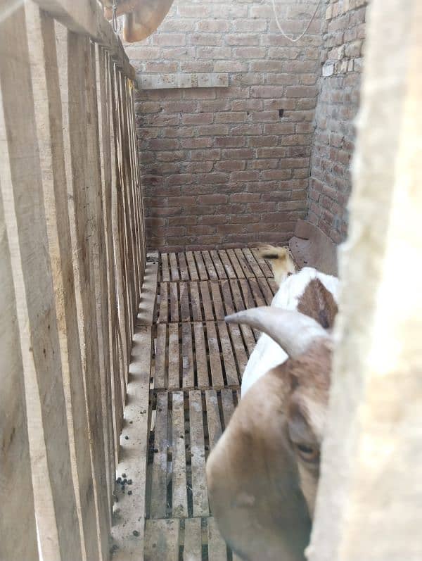 Shed For sale, Goat, Hen dogs sab k liye use kr skty hein 3