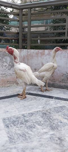 Kandhari heera Breeder Pair, Paper White  0/3/1/5/5/8/6/5/6/4/7