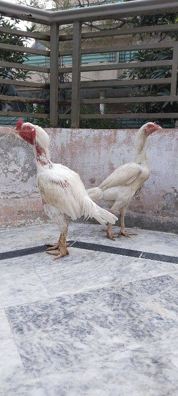 Kandhari heera Breeder Pair, Paper White  0/3/1/5/5/8/6/5/6/4/7 0