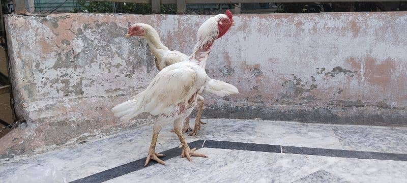 Kandhari heera Breeder Pair, Paper White  0/3/1/5/5/8/6/5/6/4/7 1