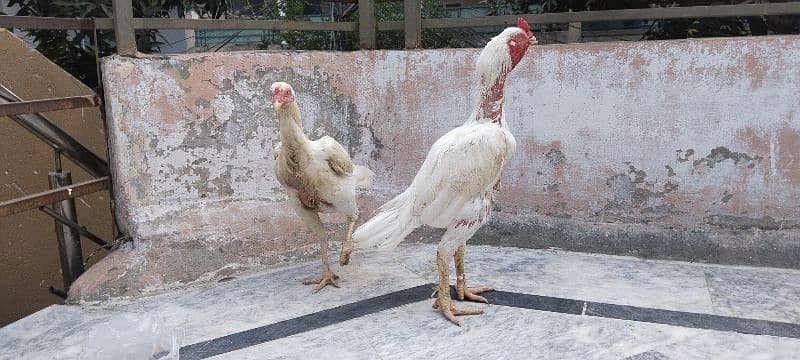 Kandhari heera Breeder Pair, Paper White  0/3/1/5/5/8/6/5/6/4/7 2