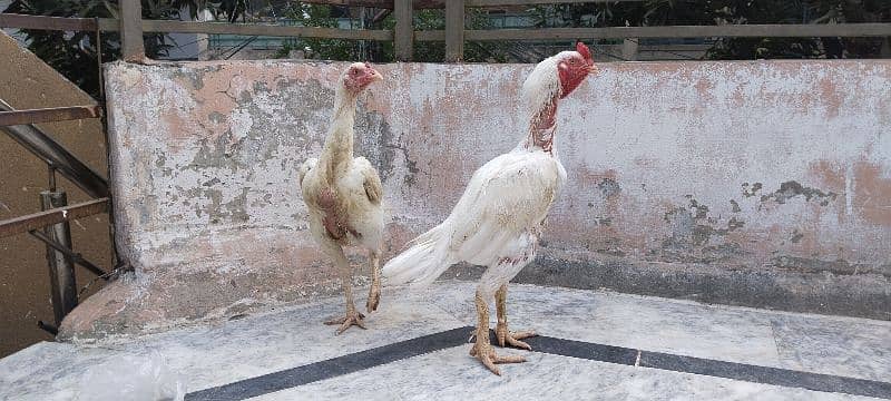 Kandhari heera Breeder Pair, Paper White  0/3/1/5/5/8/6/5/6/4/7 3