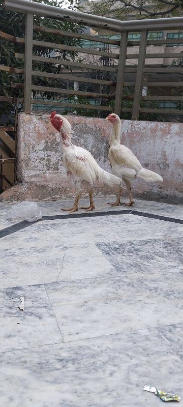 Kandhari heera Breeder Pair, Paper White  0/3/1/5/5/8/6/5/6/4/7 5