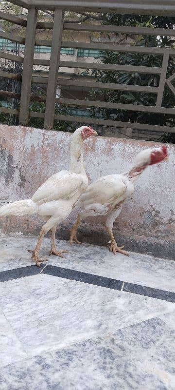 Kandhari heera Breeder Pair, Paper White  0/3/1/5/5/8/6/5/6/4/7 6