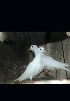 WHITE RED EYE DOVE AVAILABLE