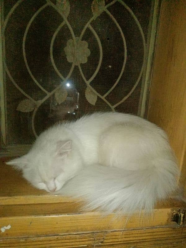 Persian Triple coat available for sale 15000 1