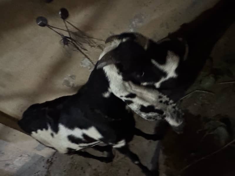 Desi bakri for sale 6