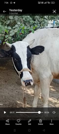 Frizian cross cow