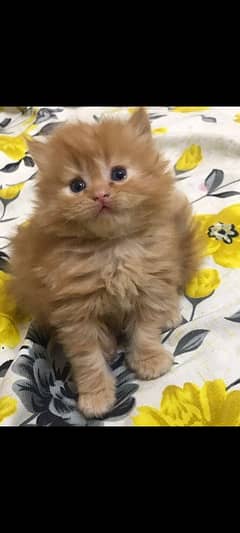 Good Quality Persian Kitten for Sale