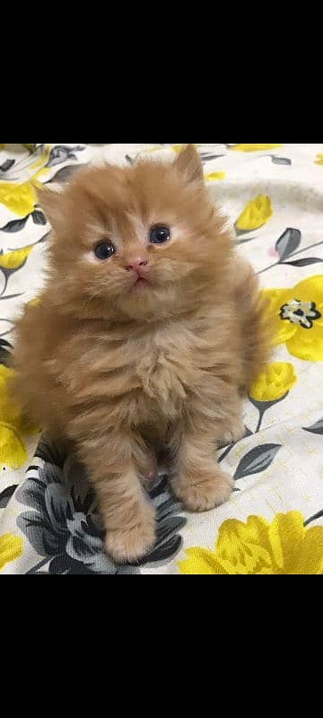 Good Quality Persian Kitten for Sale 0