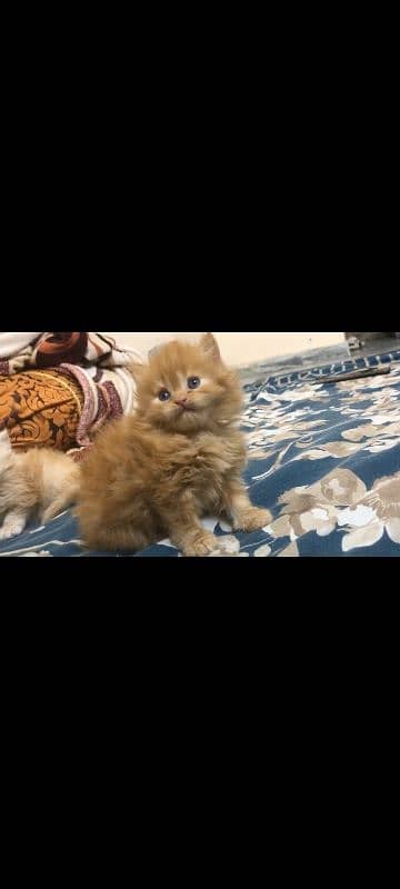 Good Quality Persian Kitten for Sale 1