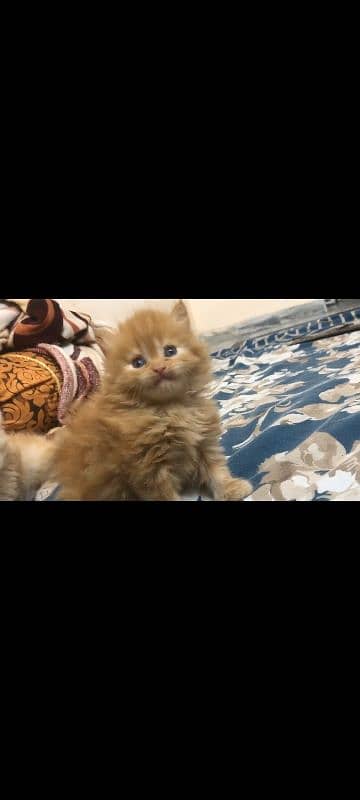 Good Quality Persian Kitten for Sale 2