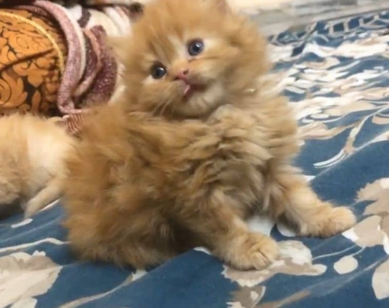 Good Quality Persian Kitten for Sale 3