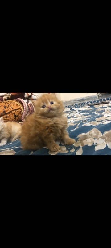 Good Quality Persian Kitten for Sale 4