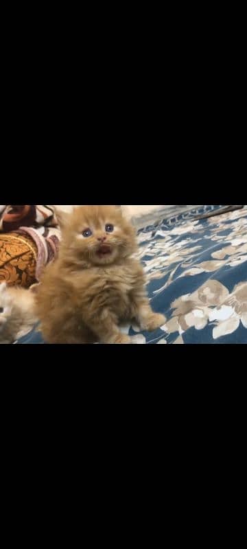 Good Quality Persian Kitten for Sale 5