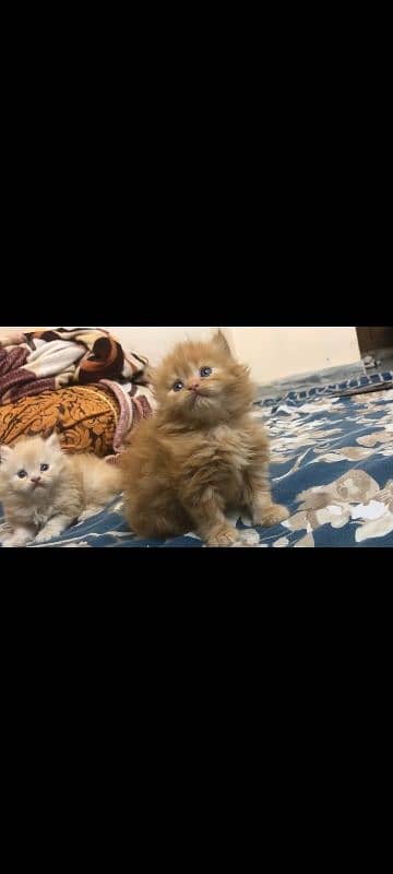 Good Quality Persian Kitten for Sale 6