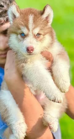 Siberian husky puppi Argent Sailing Me