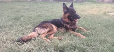 7 month German shepherd for sale