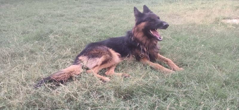 7 month German shepherd for sale 1