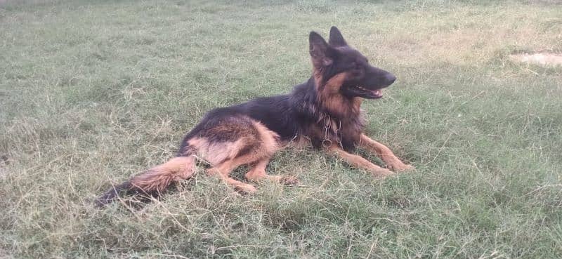 7 month German shepherd for sale 2