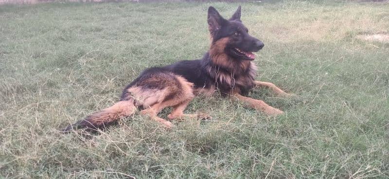 7 month German shepherd for sale 3